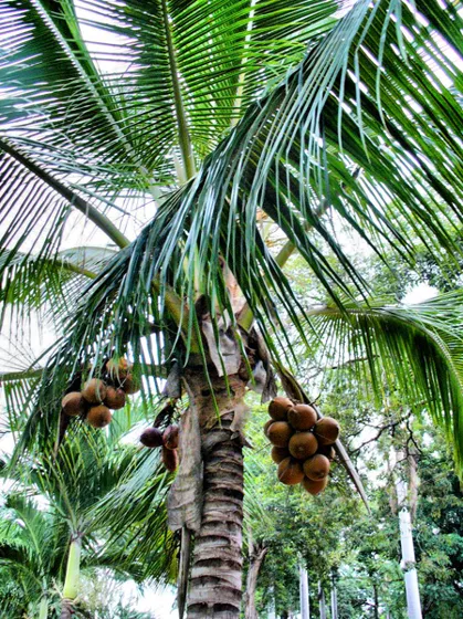 Palma con racimos de frutos
