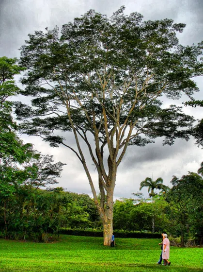 Árbol de copa alta en un parque