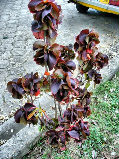 Planta de hojas rojizas junto a un andén