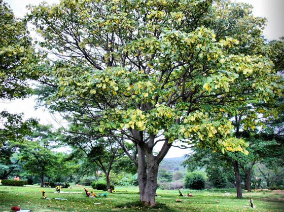 Árbol frondoso en un campo abierto
