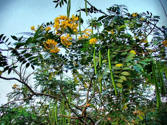 Árbol de flores amarillas y vainas largas
