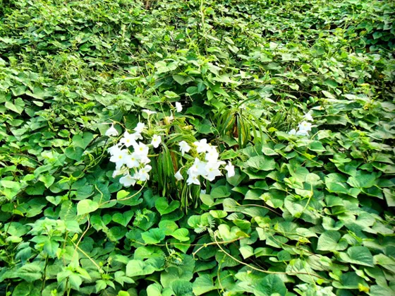 Flores blancas entre hojas de enredadera