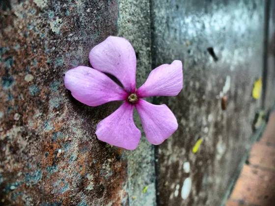 Flor rosada de chavelita