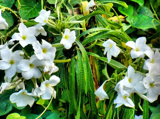 Flores blancas de un arbusto de jardín