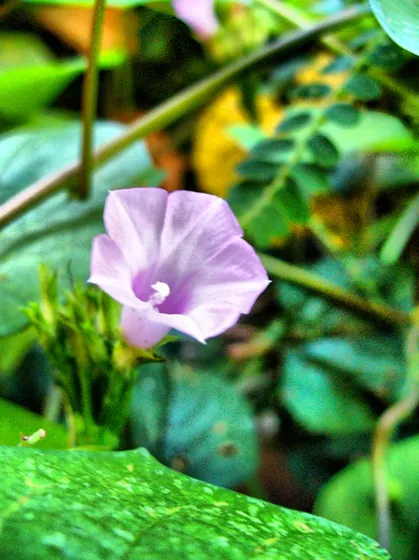 Batatilla, flor silvestre de color lila