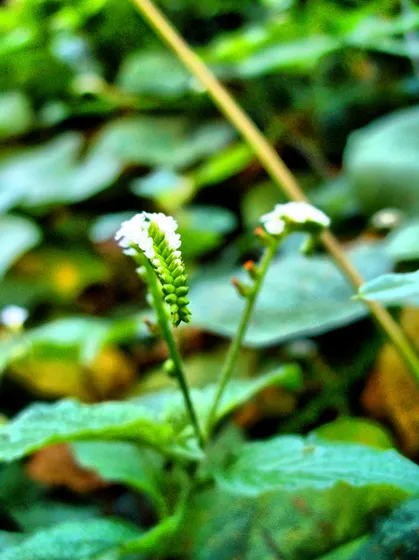Pequeñas flores blancas silvestres