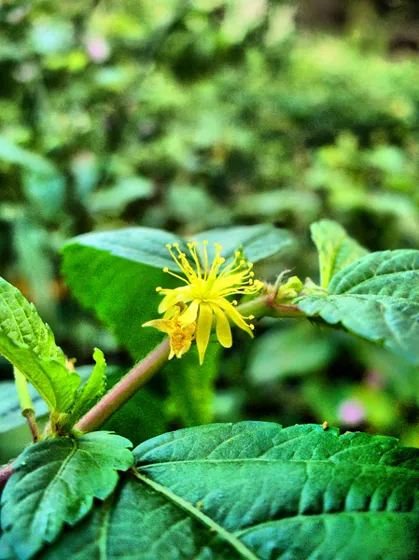 Flor amarilla silvestre