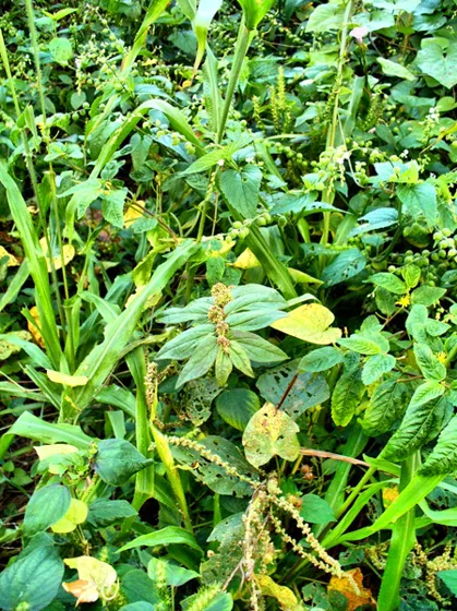 Maleza y plantas silvestres