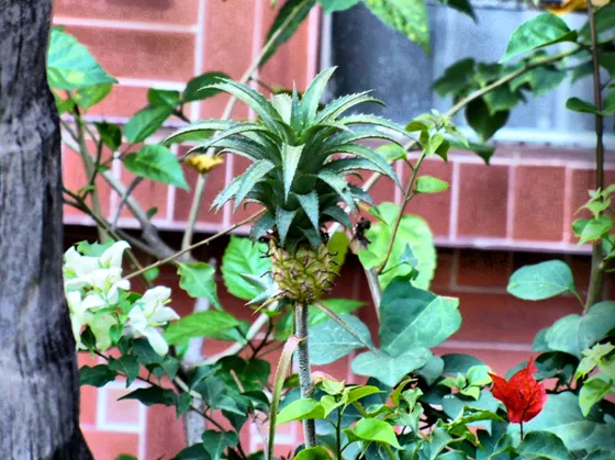 Jardín con plantas ornamentales junto a una pared de ladrillo