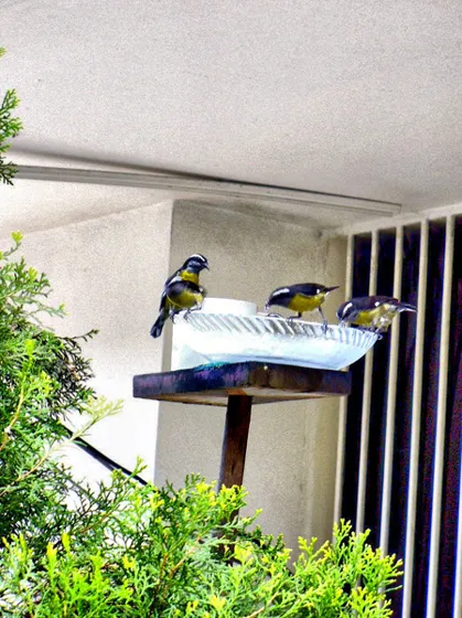 Pájaros en un comedero de un balcón