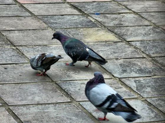 Palomas caminando sobre un andén
