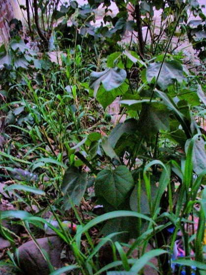Plantas silvestres de hojas grandes