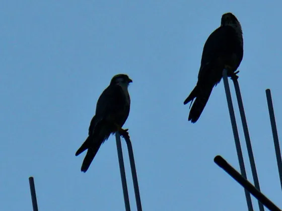 Aves posadas en lo alto de una antena