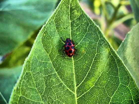 Mariquita sobre una hoja