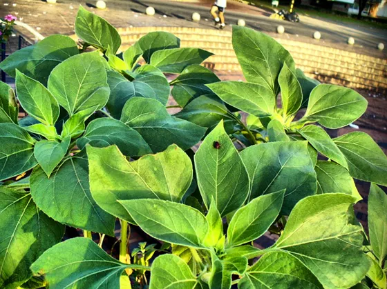 Hojas grandes de una planta de jardín