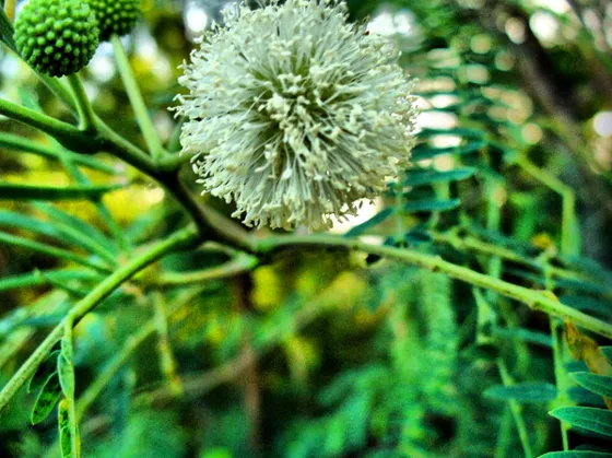 Flor blanca en forma de pompón
