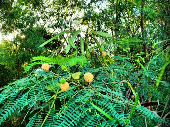 Árbol de hojas finas con flores amarillas en pompón