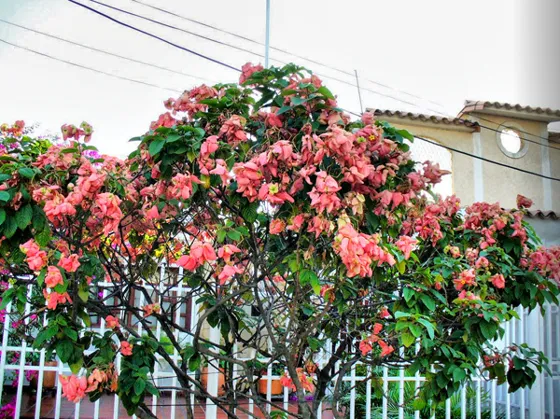 Arbusto de flores rosadas frente a una casa