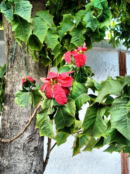 Flores rojas en un árbol junto a una pared