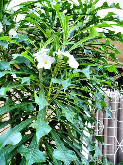 Flores blancas de un árbol ornamental