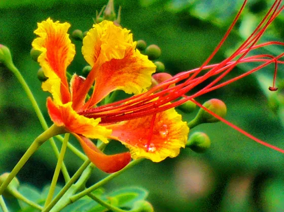 Flor de clavellina, de pétalos rojos y amarillos