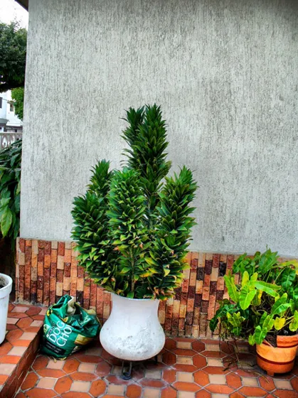 Plantas en materas a la entrada de una casa