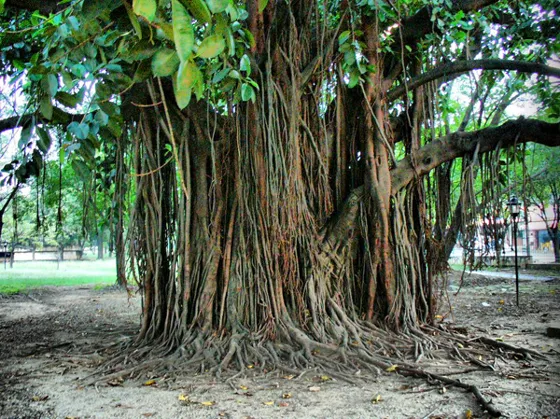 Raíces aéreas de un gran árbol en un parque