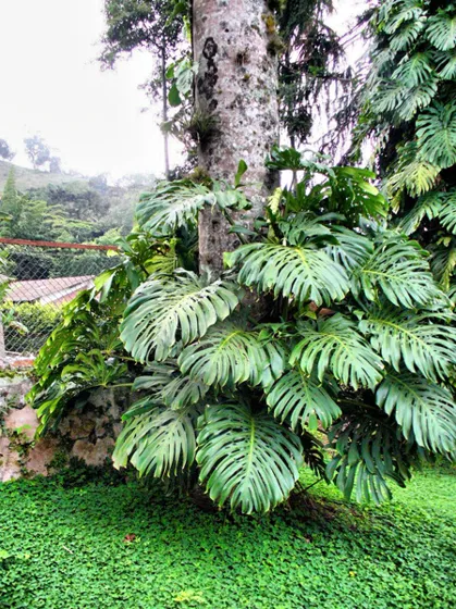 Planta de hojas grandes y recortadas junto a un tronco