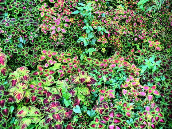 Plantas de hojas de colores en un jardín