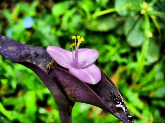 Flor lila silvestre