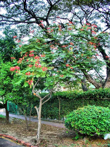 Árbol de flores rojas en un parque