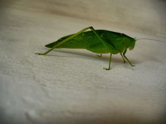Saltamontes verde sobre una pared