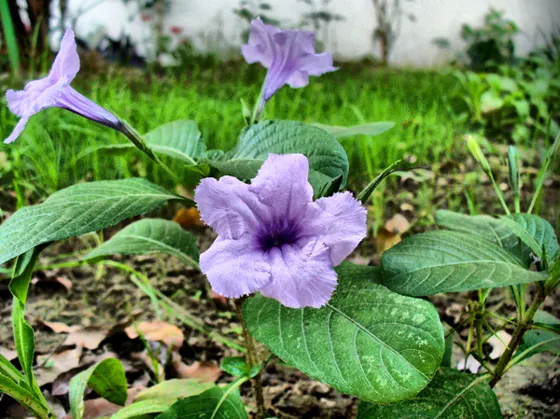 Flores lila de un jardín