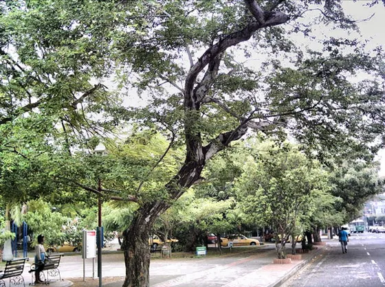 Árboles frondosos en un parque de la ciudad