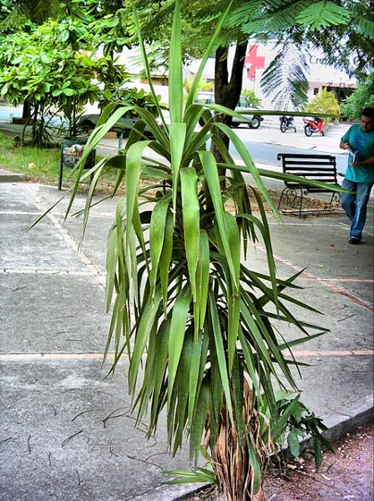 Planta de hojas largas en un parque