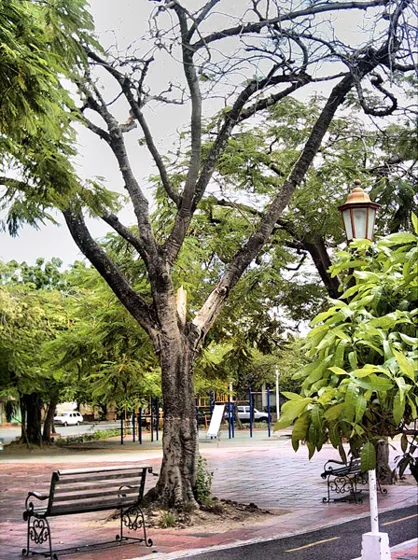 Árbol y bancas en un parque