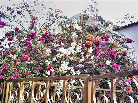 Veraneras de varios colores sobre una reja