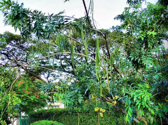 Árbol con vainas colgantes