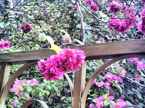 Veraneras fucsias sobre una pérgola