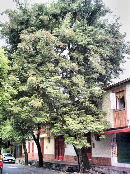 Árbol alto en una calle del centro