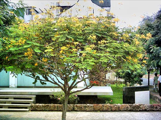Árbol de flores amarillas frente a un edificio