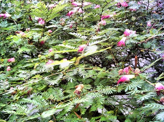Arbusto de flores rosadas y hojas finas