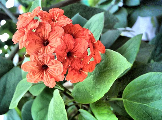 Flores anaranjadas de un árbol ornamental