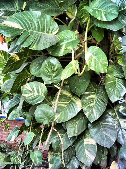 Hojas verdes y blancas de una enredadera