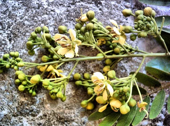 Flores y botones amarillos caídos sobre una piedra