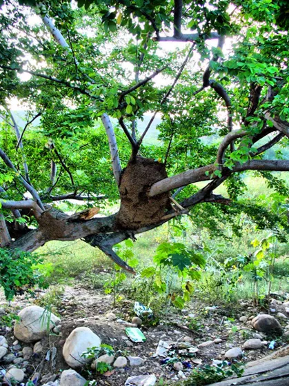 Árbol a la orilla del río