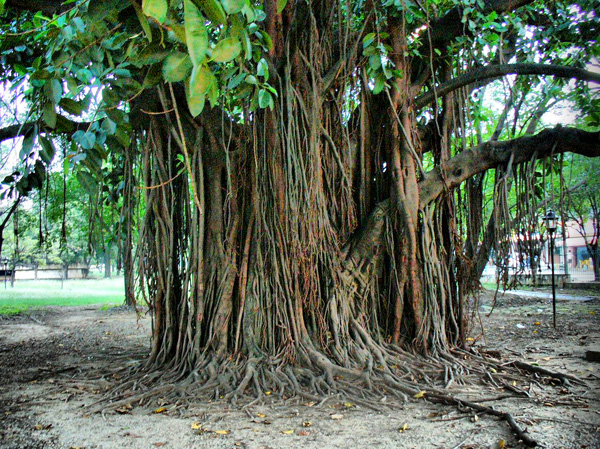 FLORA Y FAUNA DE CÚCUTA / cucuta_74_fhdr