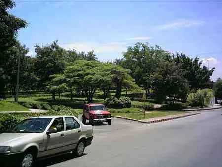 Separador con árboles en la avenida