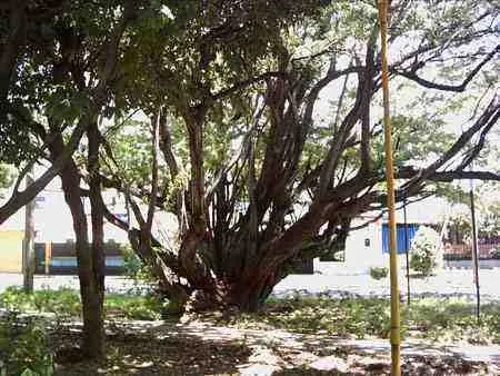 Árbol frondoso en el Malecón