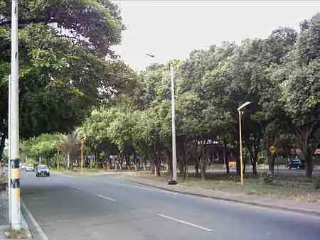 Avenida Libertadores bordeada de árboles